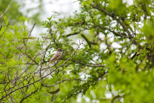 صورة Myiarchus tyrannulus (Müller & Pls 1776)