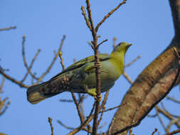 Image of Yellow-footed Green Pigeon