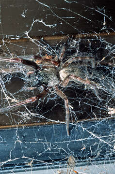 Image of Desid spider