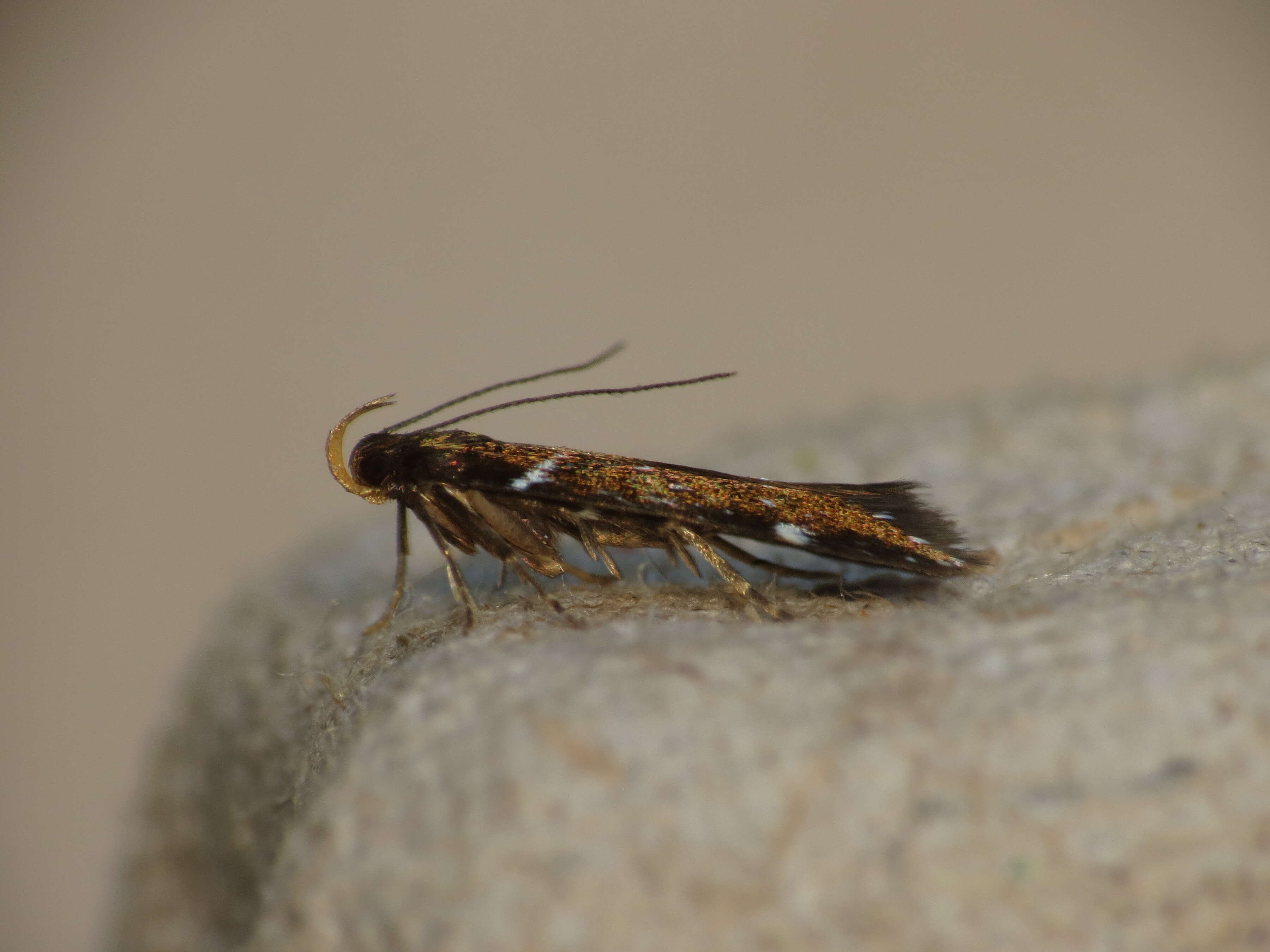 Image of Argolamprotes micella