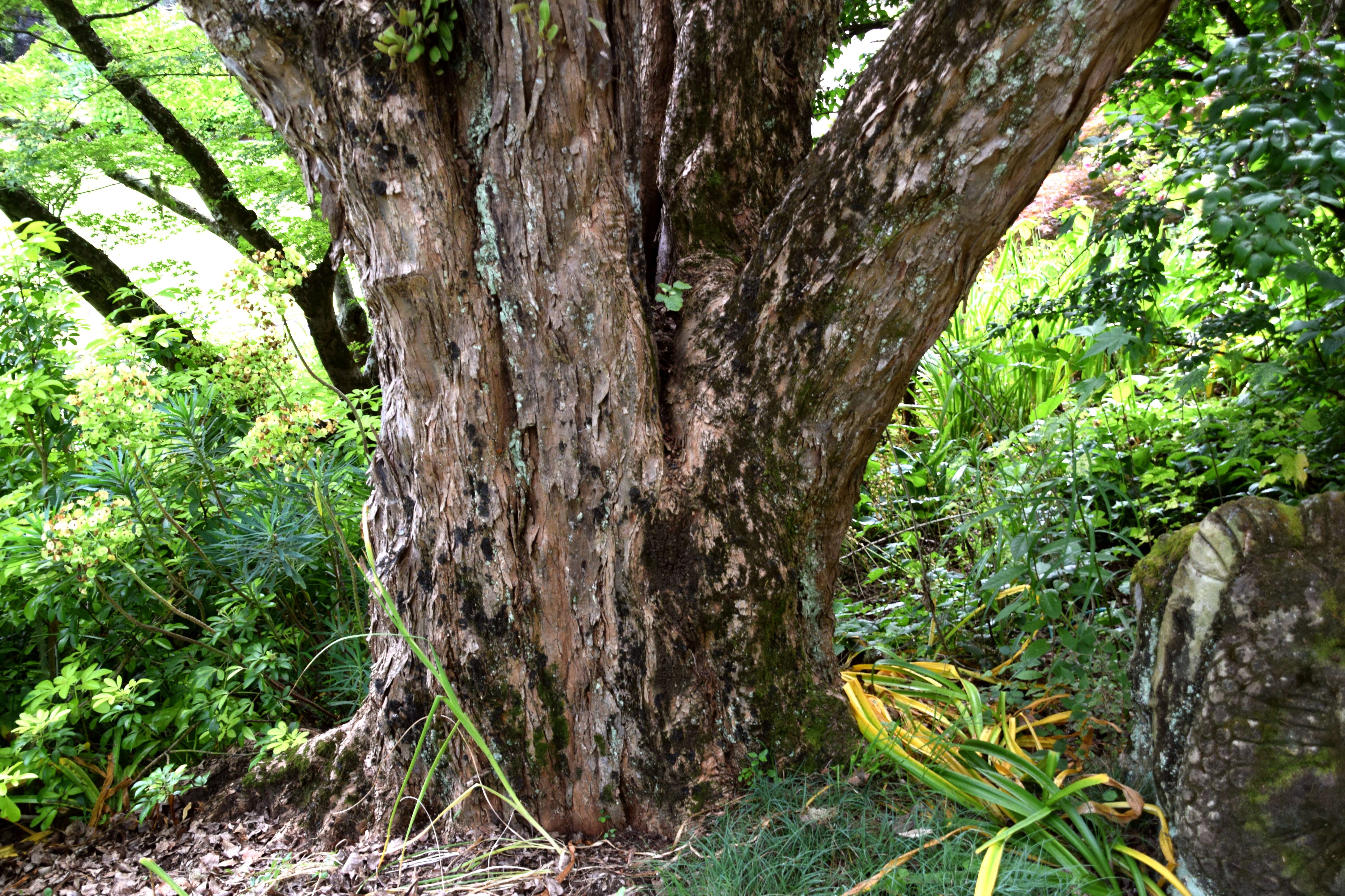 Image of three-toothed maple