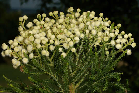 Image of Berzelia lanuginosa (L.) Brongn.