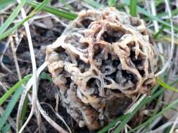 Image of Morchella vulgaris