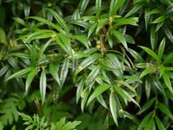 Image of Sarcococca saligna (D. Don) Müll. Arg.