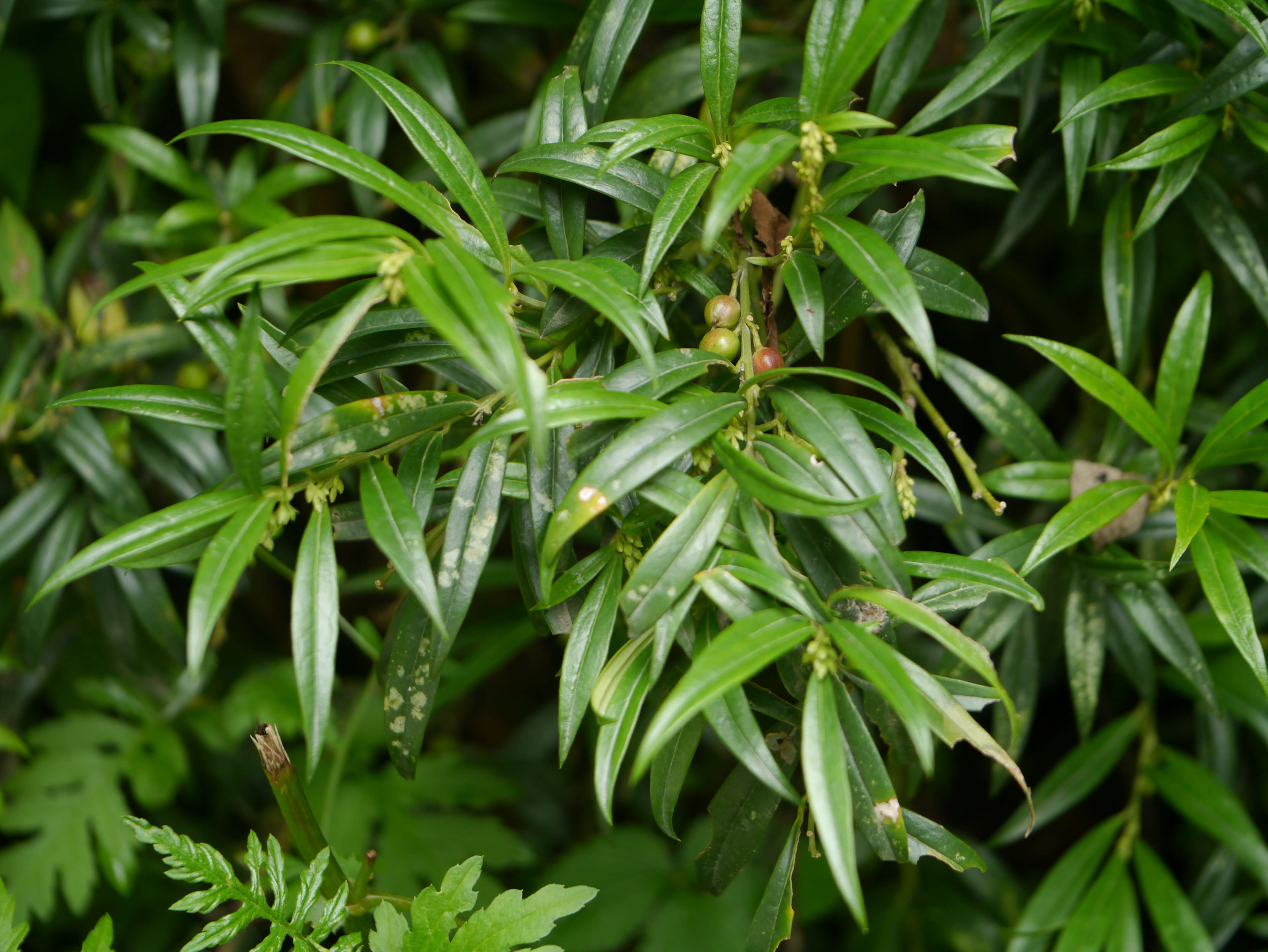 Image de Sarcococca saligna (D. Don) Müll. Arg.