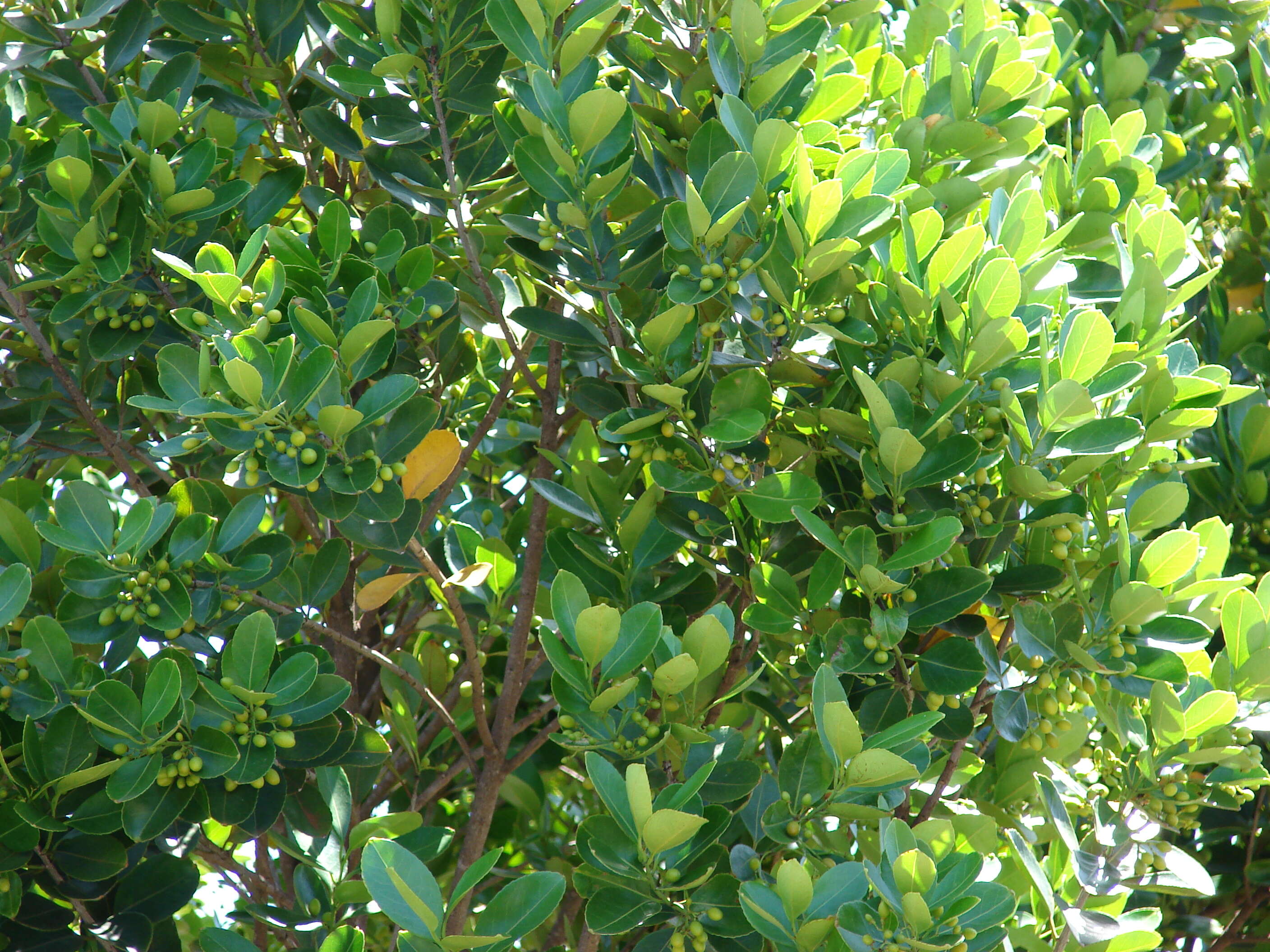 Image of Elaeodendron orientale Jacq