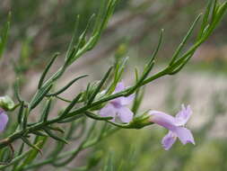 Image de Eremophila drummondii F. Muell.