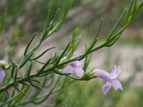 Eremophila drummondii F. Muell.的图像