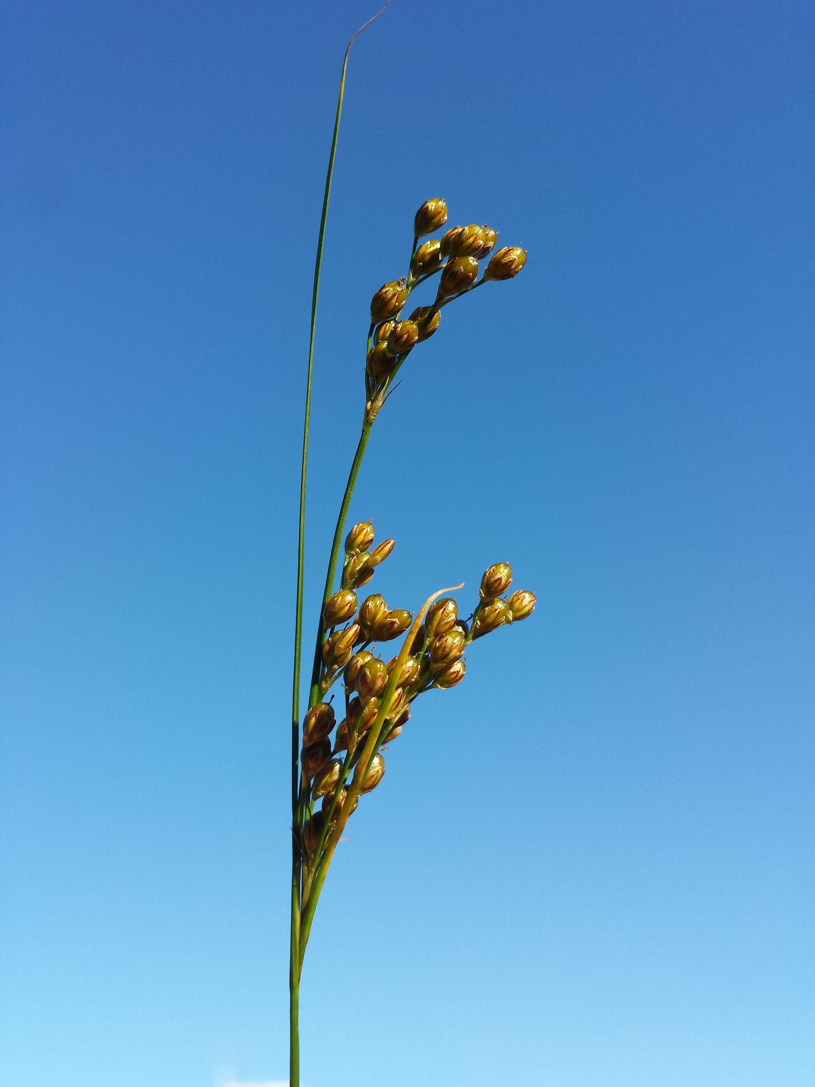 Image of Round-fruited Rush