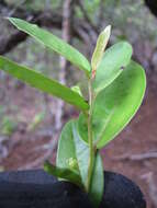 Image de Phyllanthus distichus Hook. & Arn.