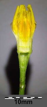 Scorzoneroides autumnalis subsp. autumnalis resmi