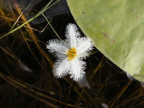 Image of Water-snowflake