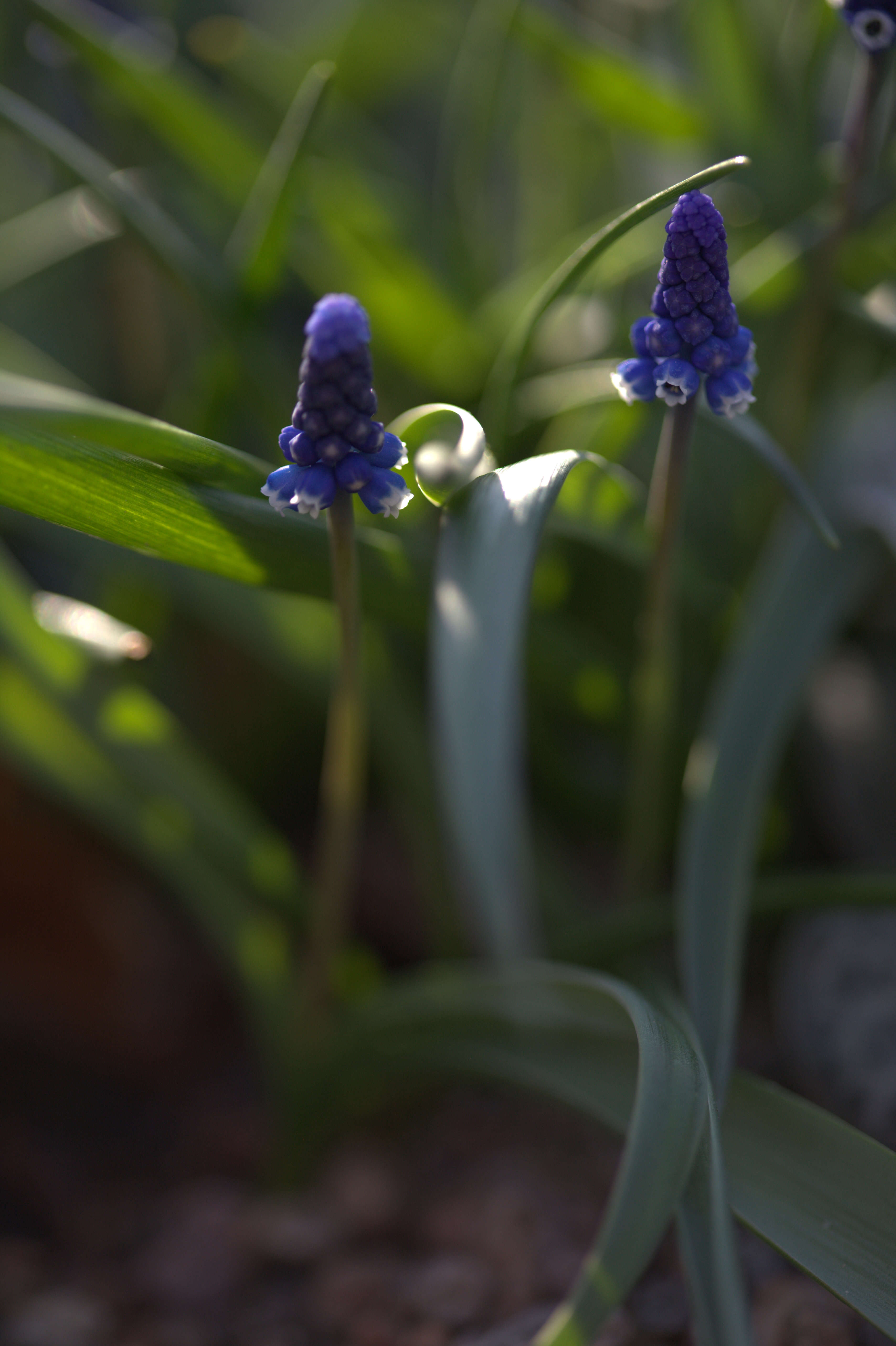 Image of Muscari aucheri (Boiss.) Baker