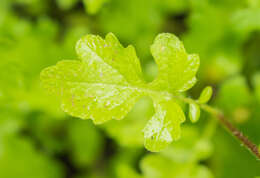 Image of white mustard