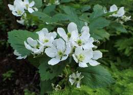 Imagem de Rubus allegheniensis Porter