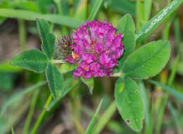 Imagem de Trifolium medium L.