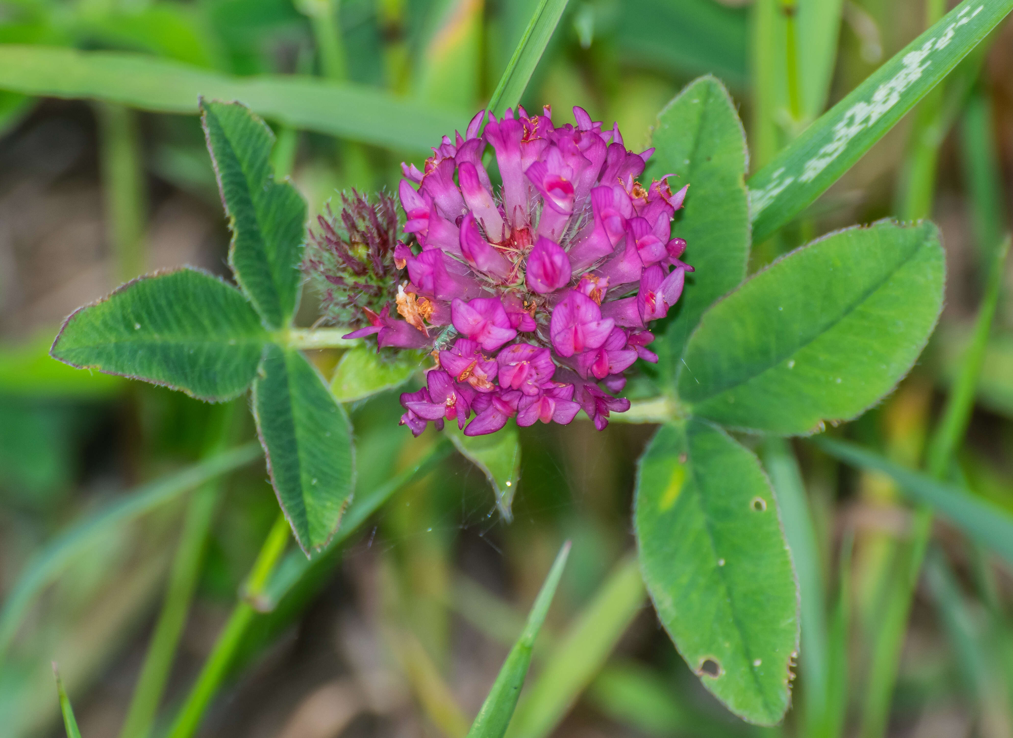 Imagem de Trifolium medium L.