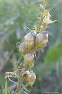 Image of Common Toadflax