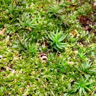 Image of atrichum moss