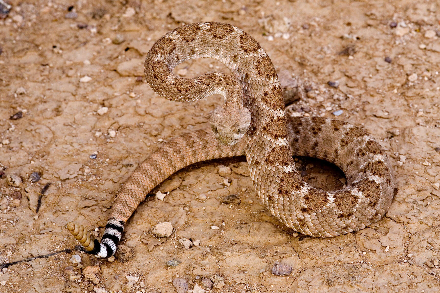 Image of Western Diamond-backed Rattlesnake