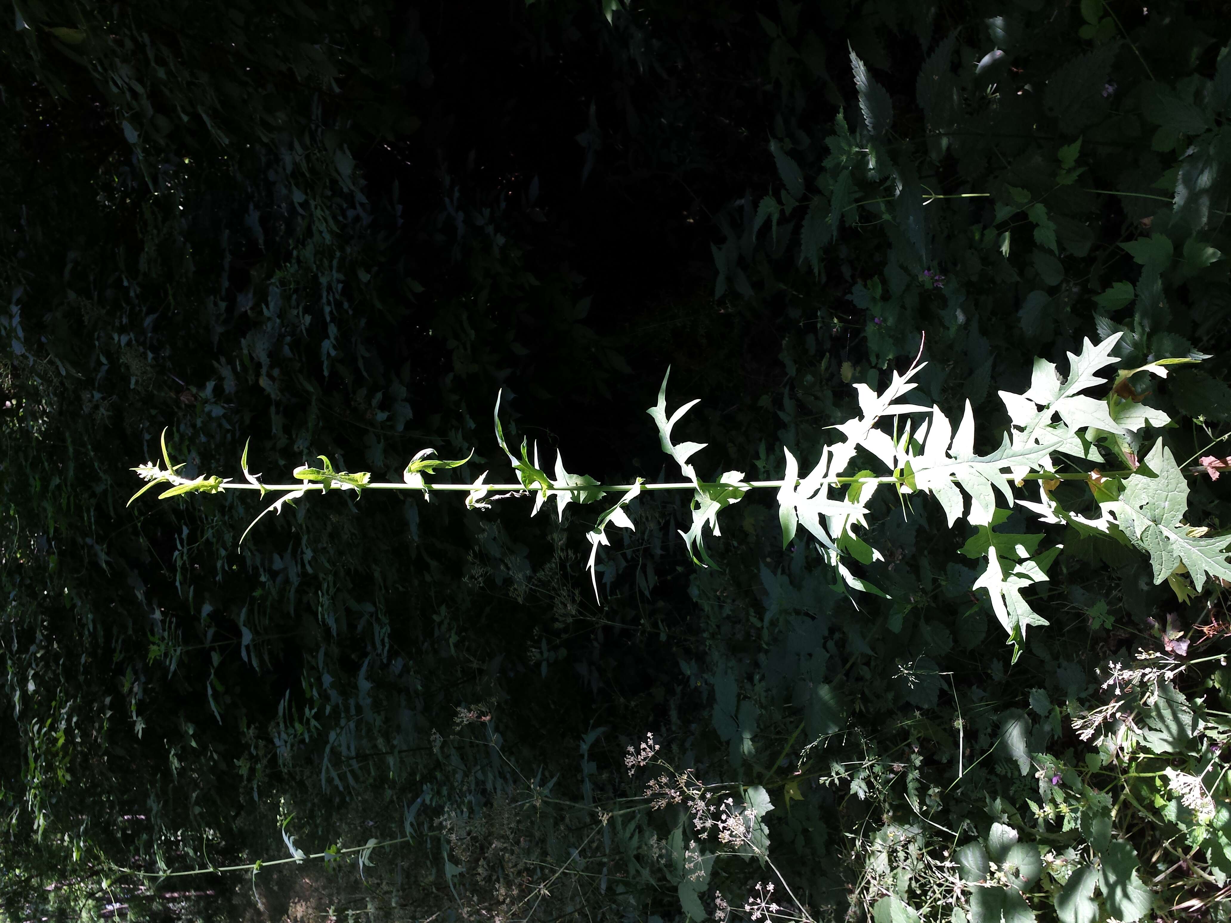 Image of Lactuca quercina L.