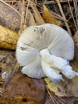 Image of Amanita citrina Pers. 1797