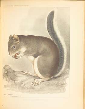 Image of Sciurus subgen. Otosciurus Nelson 1899