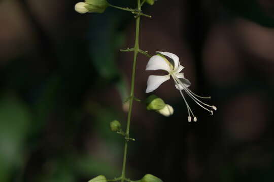 Image of Clerodendrum schmidtii C. B. Clarke