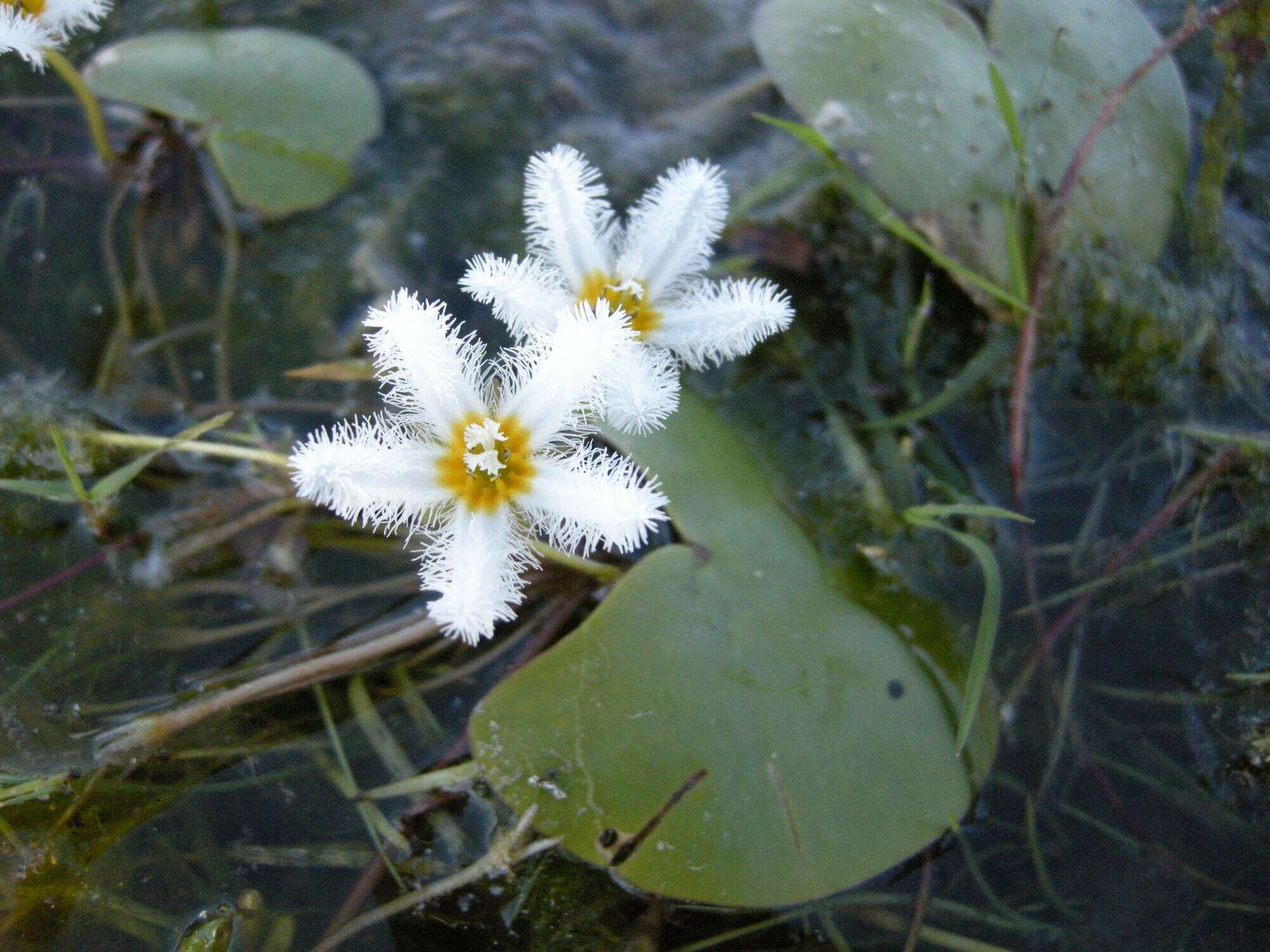 Image of Water-snowflake