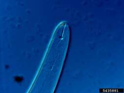 صورة Pratylenchus