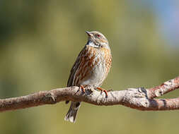 Image of Altai Accentor