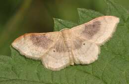 Image of Idaea degeneraria Hübner 1798