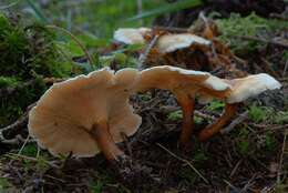 Imagem de Hygrophoropsis aurantiaca (Wulfen) Maire 1921