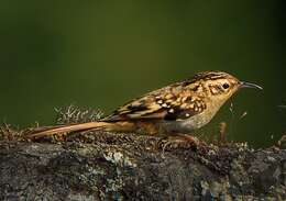 Image of Brown-throated Treecreeper