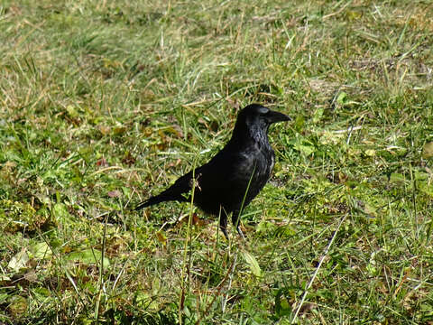 Image of Carrion Crow