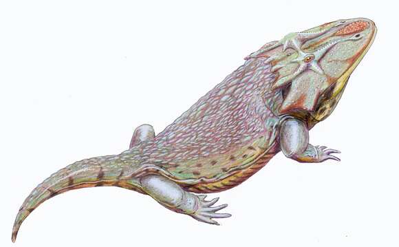 Image of Dissorophoidea