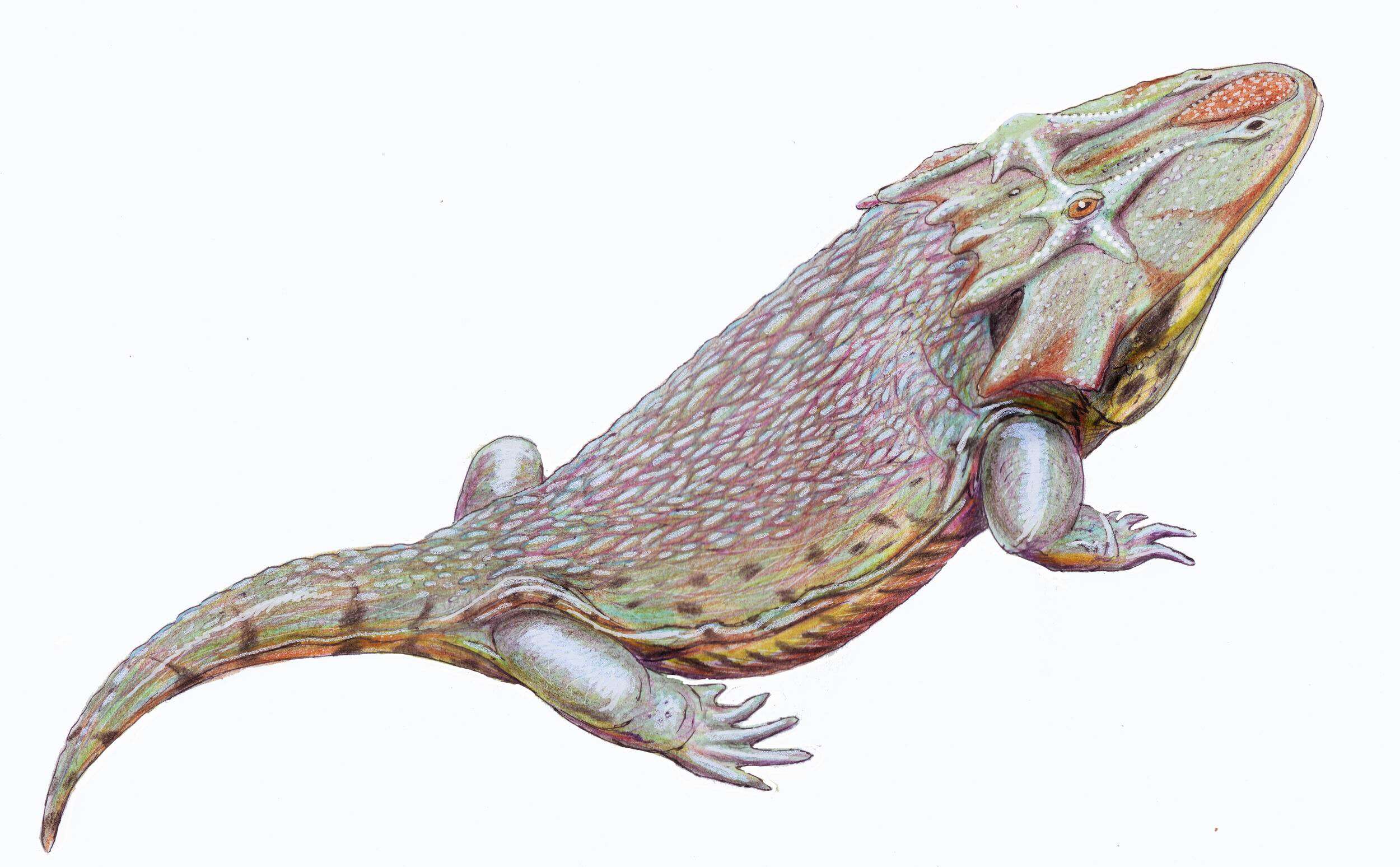 Image of Zatracheidae