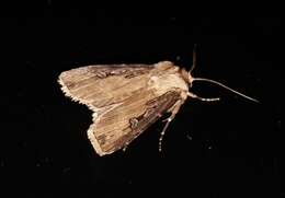 صورة Agrotis stigmosa Morris 1874