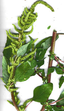 Imagem de Amaranthus dubius Mart.