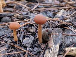 Image of Tubaria furfuracea (Pers.) Gillet 1876