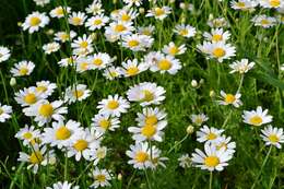 Anthemis arvensis L. resmi