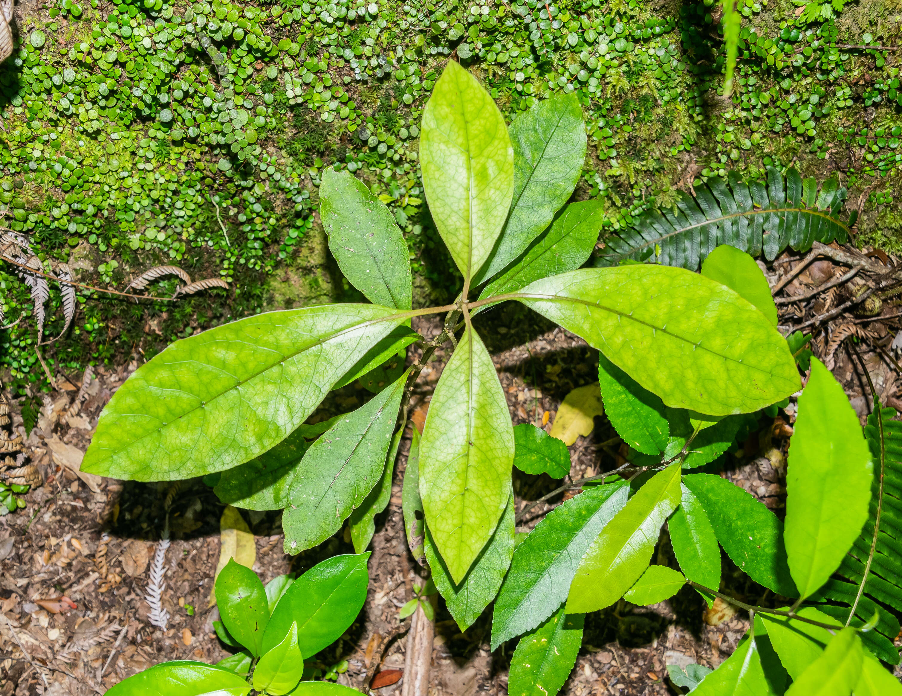 Image of Coprosma lucida J. R. Forst. & G. Forst.