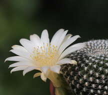 Image of Rebutia minuscula K. Schum.