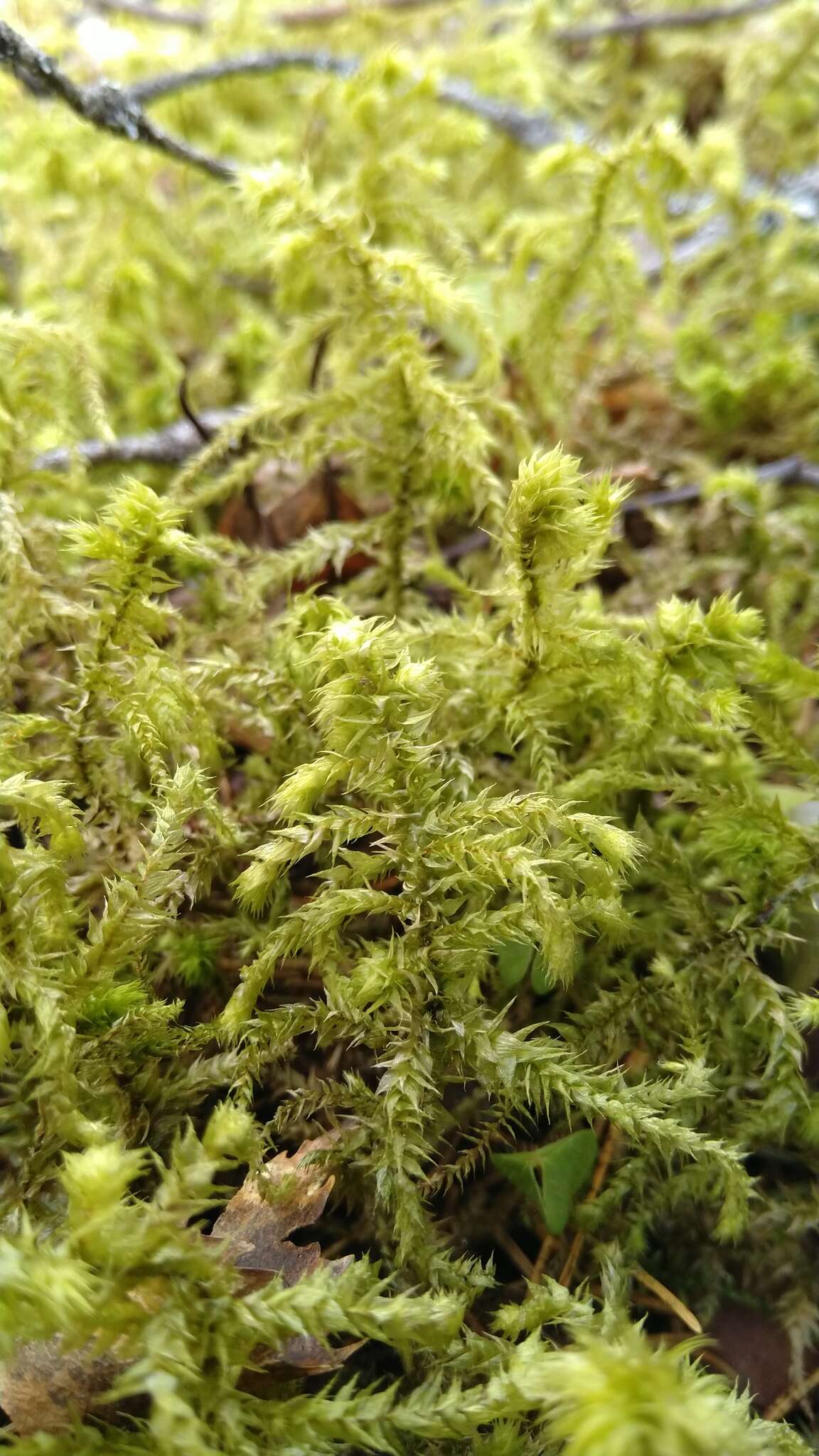 Image of Electrified Cat's Tail Moss