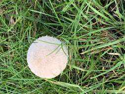 Image of Lycoperdon pratense Pers. 1794