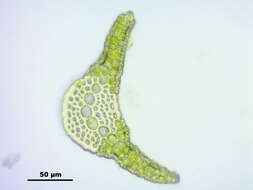 Image of Fragile tortella moss