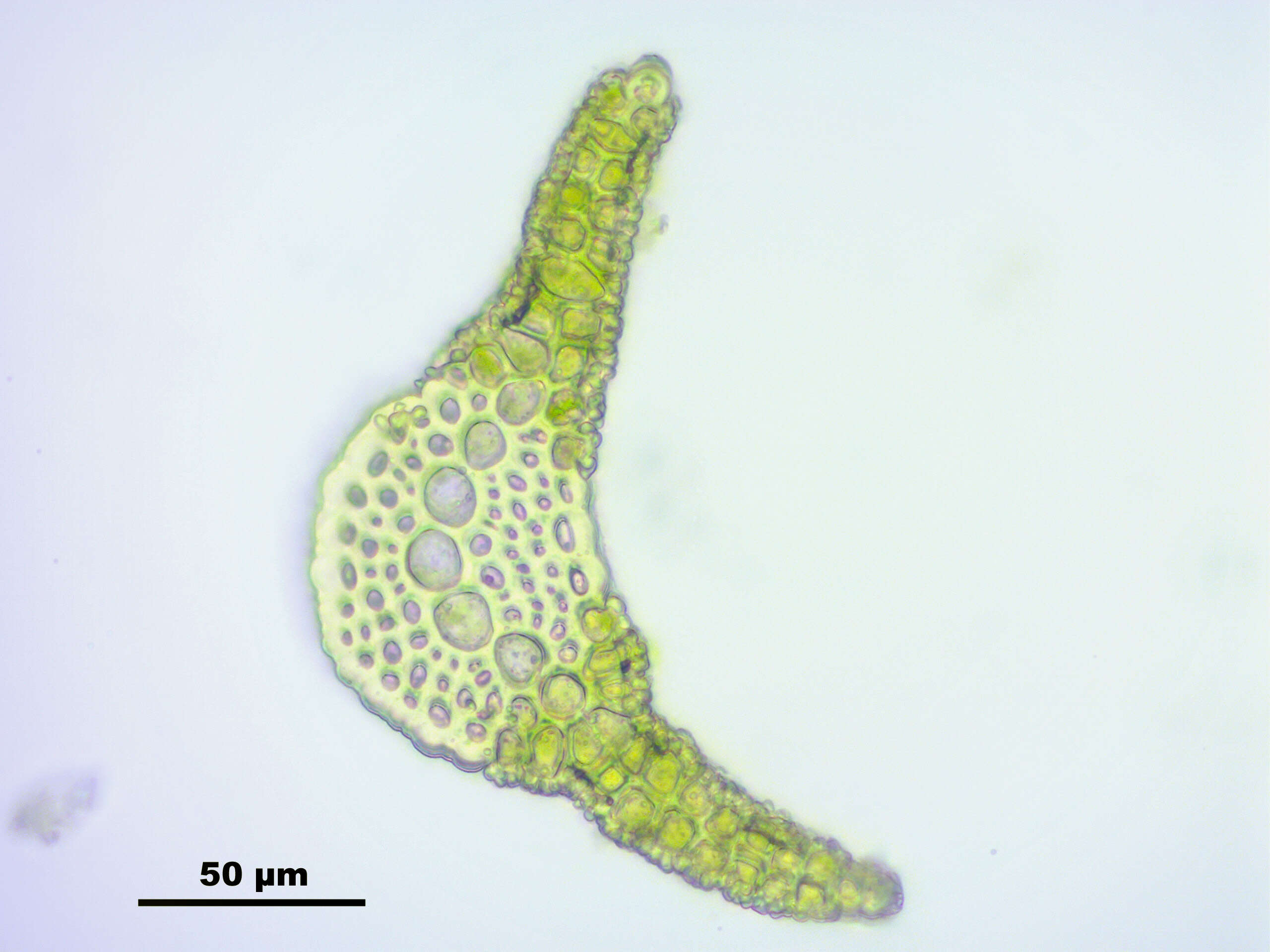 صورة Tortella fragilis Limpricht 1888