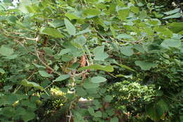 Image de Erythrina americana Mill.