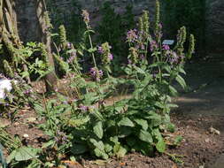 Image de Betonica officinalis L.