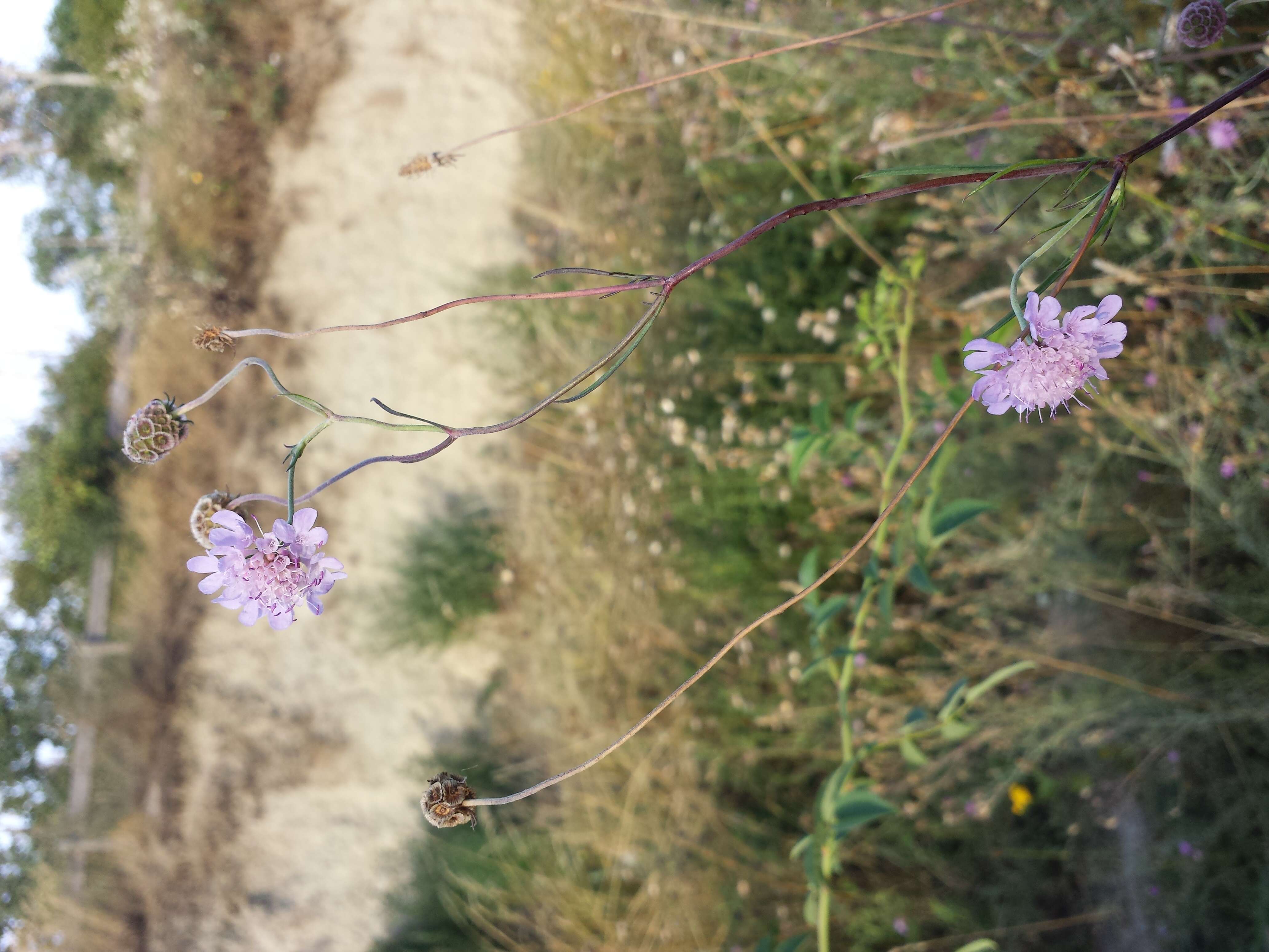 Image of Scabiosa triandra L.